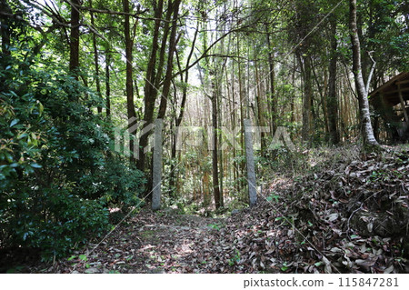 Two stone pillars standing at the entrance to a shrine deep in the mountains 115847281