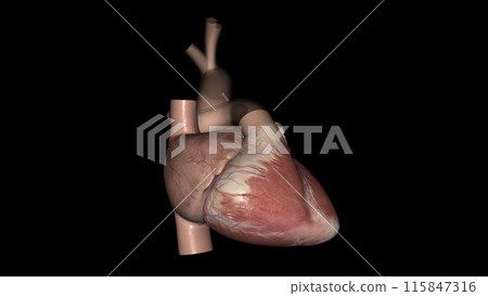 Heart Anatomy (External) ; Anterior or Sternocostal Surface: Mainly the right ventricle 115847316