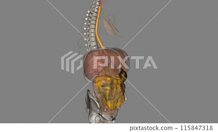 The esophagus is the hollow, muscular tube that passes food and liquid from your throat to your stomach 115847318