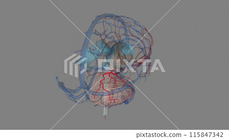 The superior cerebellar artery (SCA) is an artery of the head 115847342