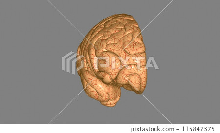The cerebrum is divided into left and right hemispheres 115847375