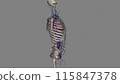 Trunk, Arteries and Veins 115847378
