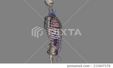 Trunk, Arteries and Veins 115847378