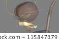 Puboprostatic ligaments hold and stabilize the prostate against the pubic bone 115847379