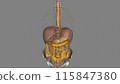 The esophagus is the hollow, muscular tube that passes food and liquid from your throat to your stomach 115847380