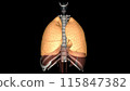 The function of the lung is to get oxygen from the air to the blood, performed by the alveoli 115847382