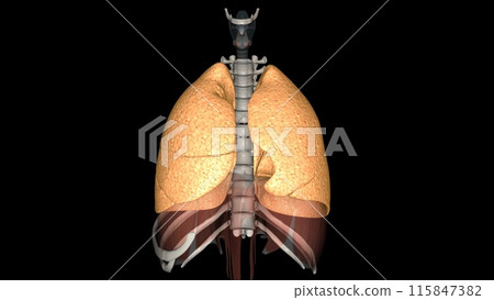 The function of the lung is to get oxygen from the air to the blood, performed by the alveoli The function of the lung is to get oxygen from the air to the blood, performed by the alveoli 115847382