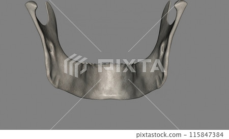 The mandible, located inferiorly in the facial skeleton, is the largest and strongest bone of the face 115847384
