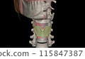 The thyrohyoid membrane (or hyothyroid membrane) is a broad, fibro-elastic sheet of the larynx 115847387