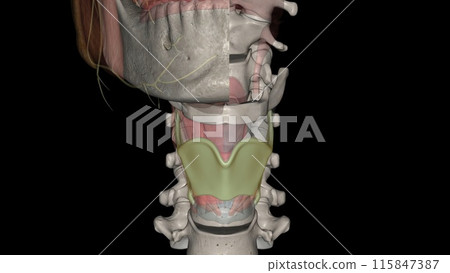 The thyrohyoid membrane (or hyothyroid membrane) is a broad, fibro-elastic sheet of the larynx 115847387