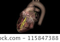 Heart, anterior fascicle 115847388