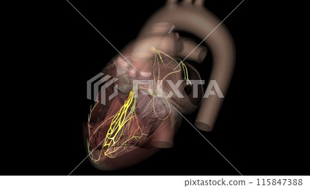 Heart, anterior fascicle 115847388