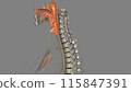 The oropharynx is the middle chamber of the pharynx that passes food from the mouth into the laryngopharynx 115847391