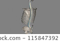 The ligamenta flava are a series of ligaments that connect the ventral parts of the laminae of adjacent vertebrae 115847392