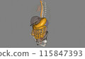 The esophagus is the hollow, muscular tube that passes food and liquid from your throat to your stomach 115847393