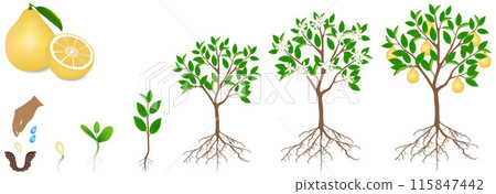 Cycle of growth of a pomelo plant on a white background. 115847442