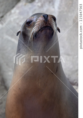 A magnificent sea lion up close, showing its regal presence in the wild marine habitat 115847563