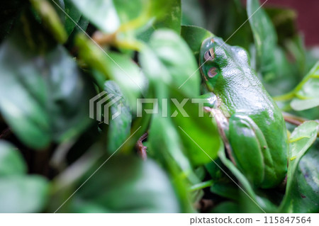 A Green Tree Frog expertly blending into greenery, showing amazing camouflage skills 115847564