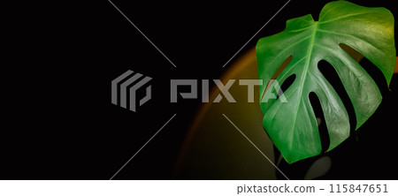 Indoors garden healthy space biophilia design. Monstera house plant with sunset lamp light. Creative minimalistic design template copy space 115847651