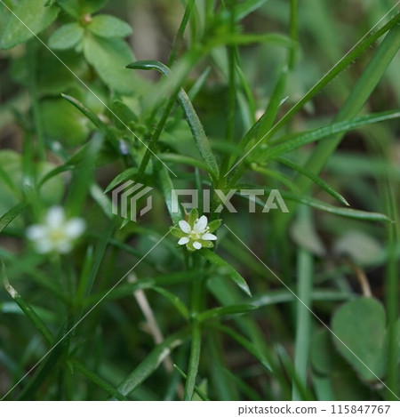 小白三葉草花 115847767