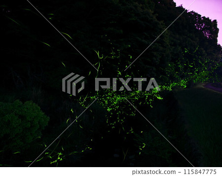 Fireflies dancing in the clear stream in Sakakibara-cho, Tsu City, Mie Prefecture 115847775