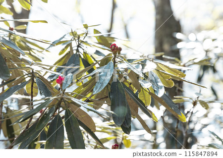 Rhododendron flowers illuminated by the morning sun 115847894