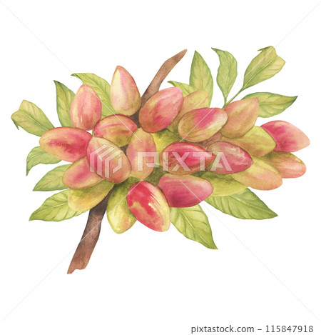 Pistachio tree fruits and leaves on branch watercolor illustration set. Botanical drawing sketch stylized. Isolated. Hand drawn, suitable for food packaging design 115847918