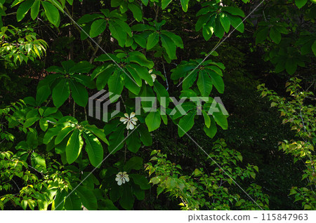 White flower of white flower 115847963