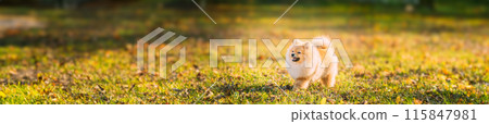 Funny Young Red Puppy Pomeranian Spitz Puppy Dog Happy Walking Outdoor In Autumn Grass Funny Young Red Puppy Pomeranian Spitz Puppy Dog Happy Walking Outdoor In Autumn Grass 115847981