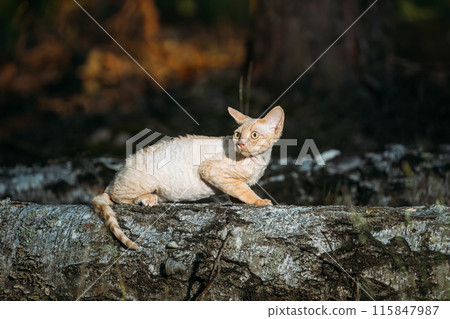 Cute Funny Curious Playful Beautiful Devon Rex Cat sitting on tree trunk in forest, garden. cat Looking At Camera. Obedient Devon Rex Cat With Cream Fur Color. Cats Portrait. Amazing Pets. hairless Cute Funny Curious Playful Beautiful Devon Rex Cat sitting on tree trunk in forest, garden. cat Looking At Camera. Obedient Devon Rex Cat With Cream Fur Color. Cats Portrait. Amazing Pets. hairless 115847987