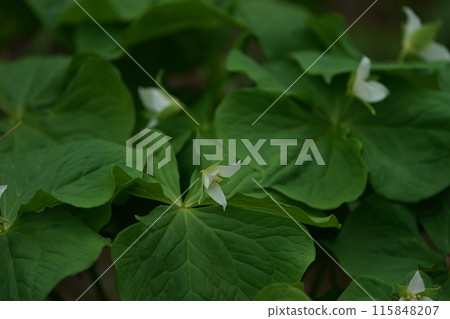 Flower of Miyama Enrenciou Flower of Miyama Enrenciou 115848207