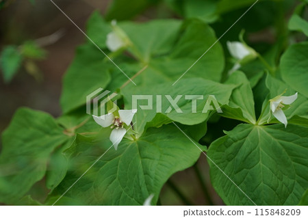 Flower of Miyama Enrenciou Flower of Miyama Enrenciou 115848209