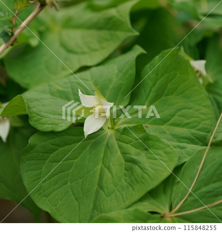 Flower of Miyama Enrenciou 115848255