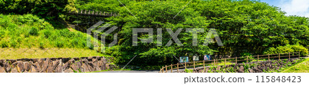 琴海中央公園的新綠、森林吊橋、全景【長崎市】 115848423
