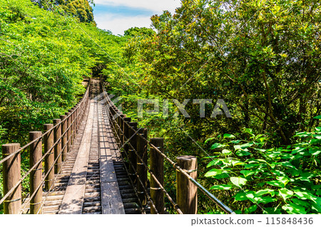 Kinkai Central Park with fresh greenery: Suspension bridge in the forest [Nagasaki City] 115848436