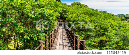 琴海中央公園的新綠、森林吊橋、全景【長崎市】 115848439