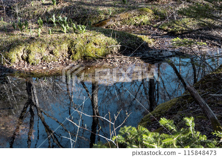 Buds of the Japanese laurel Buds of the Japanese laurel 115848473