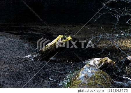 An old tree in the middle of a clear stream, as if it were in the spotlight An old tree in the middle of a clear stream, as if it were in the spotlight 115848475