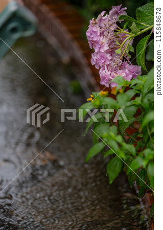 Hydrangea wet in the rain 115848678