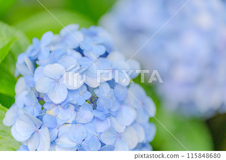 Hydrangea wet in the rain 115848680