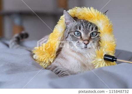 The expression of a cat with a toy entangled in it - Siamese tabby cat The expression of a cat with a toy entangled in it - Siamese tabby cat 115848732