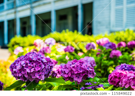 Nagasaki Dejima, former Dutch trading post site, former Dejima seminary and hydrangeas [Nagasaki City] 115849022