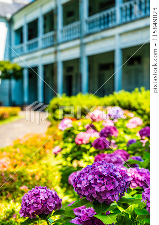 Nagasaki Dejima, former Dutch trading post site, former Dejima seminary and hydrangeas [Nagasaki City] 115849023