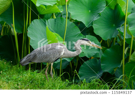 Gray heron in lotus pond Gray heron in lotus pond 115849137