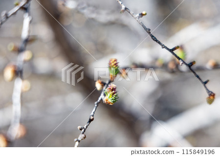 Larch flowers blooming in Senjogahara Larch flowers blooming in Senjogahara 115849196