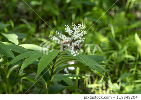 Snow bamboo flower found on a hiking trail Snow bamboo flower found on a hiking trail 115849204