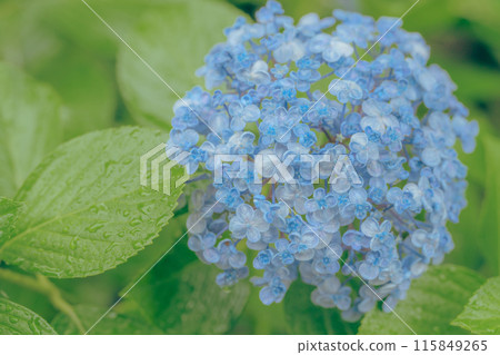 繡球花在雨中濕 115849265