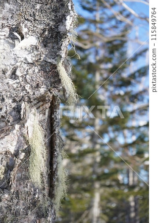Betula ermanii and vine in midwinter Betula ermanii and vine in midwinter 115849764