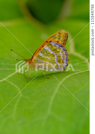 Midori Hyouton Midori Hyouton 115849798