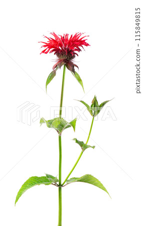 Monarda flower isolated on a white background. Bergamot flower. Oswego tea, scarlet beebalm. Monarda flower isolated on a white background. Bergamot flower. Oswego tea, scarlet beebalm. 115849815
